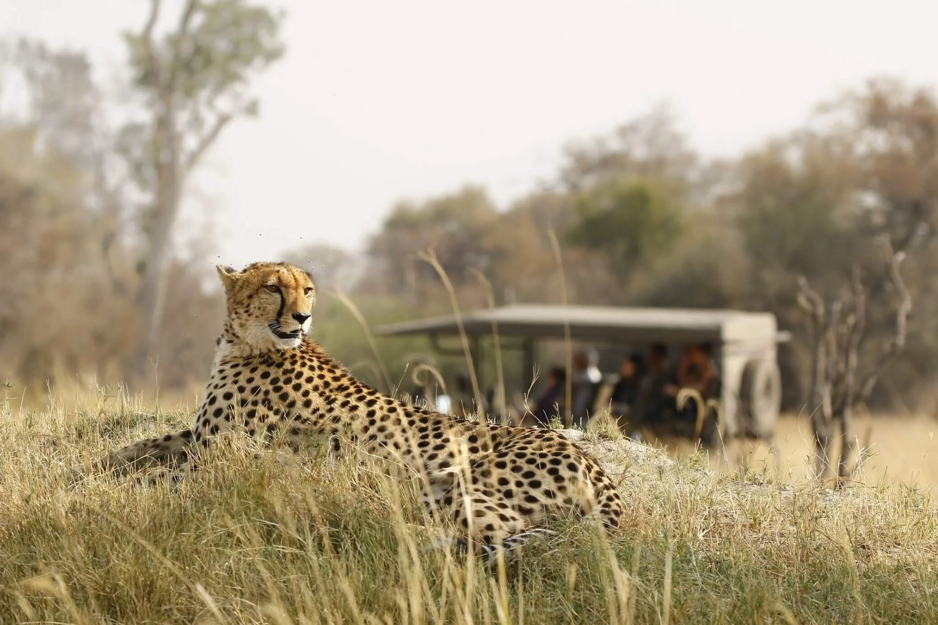 Is Tanzania Safe To Travel Wildlife