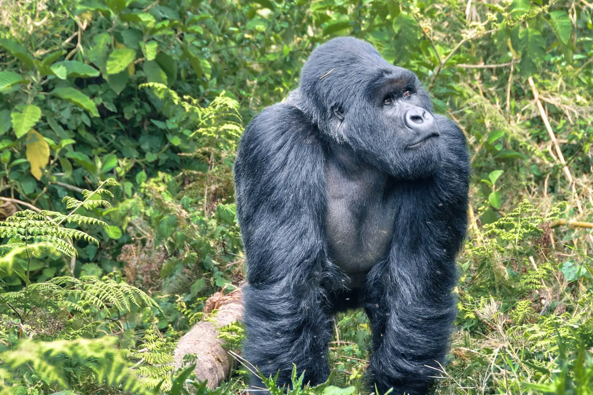 Mountain Gorilla Trekking
