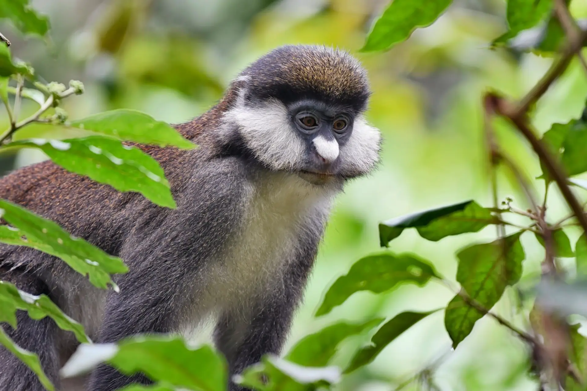 Golden Monkey Trekking