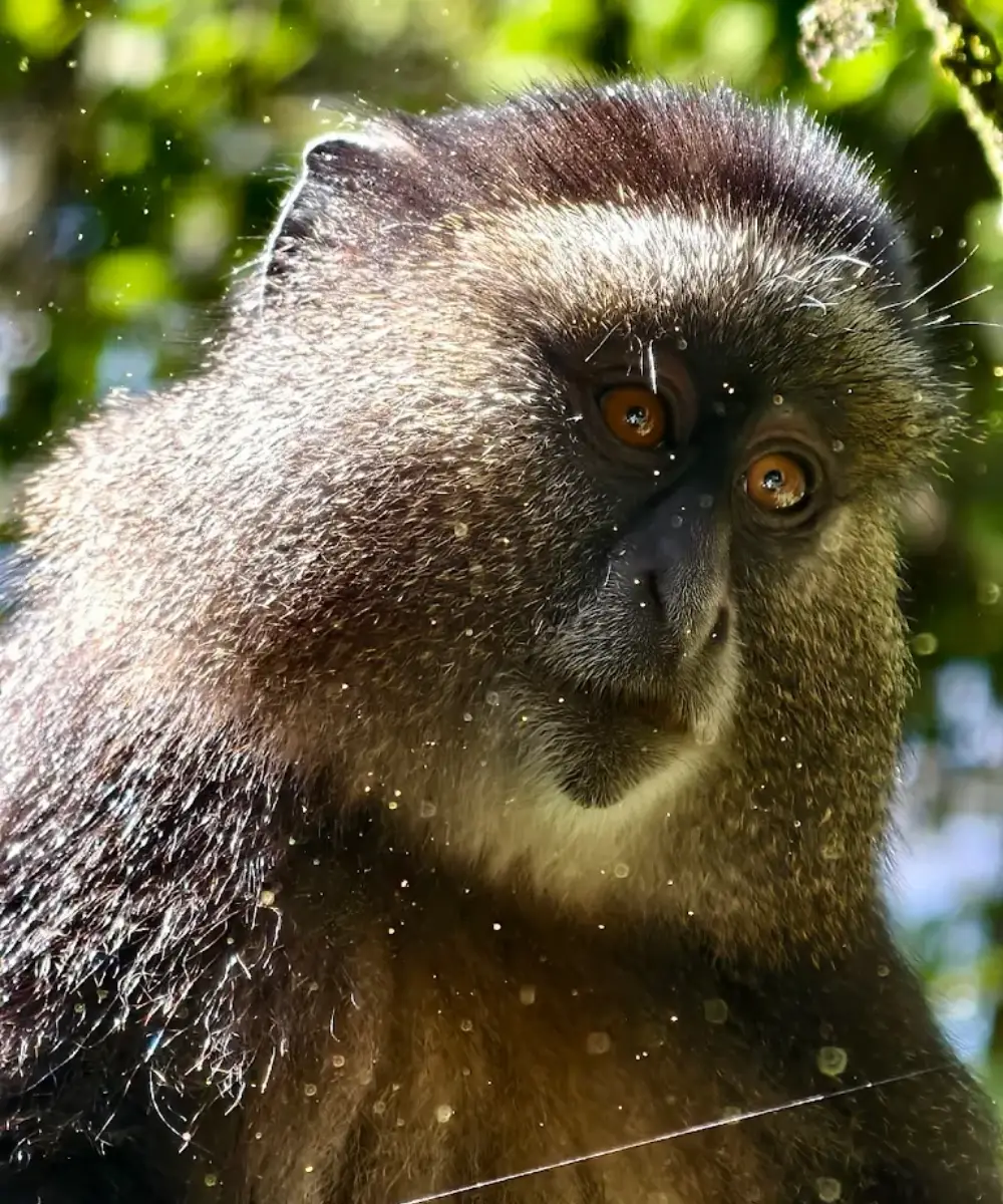 Golden Monkey Trekking