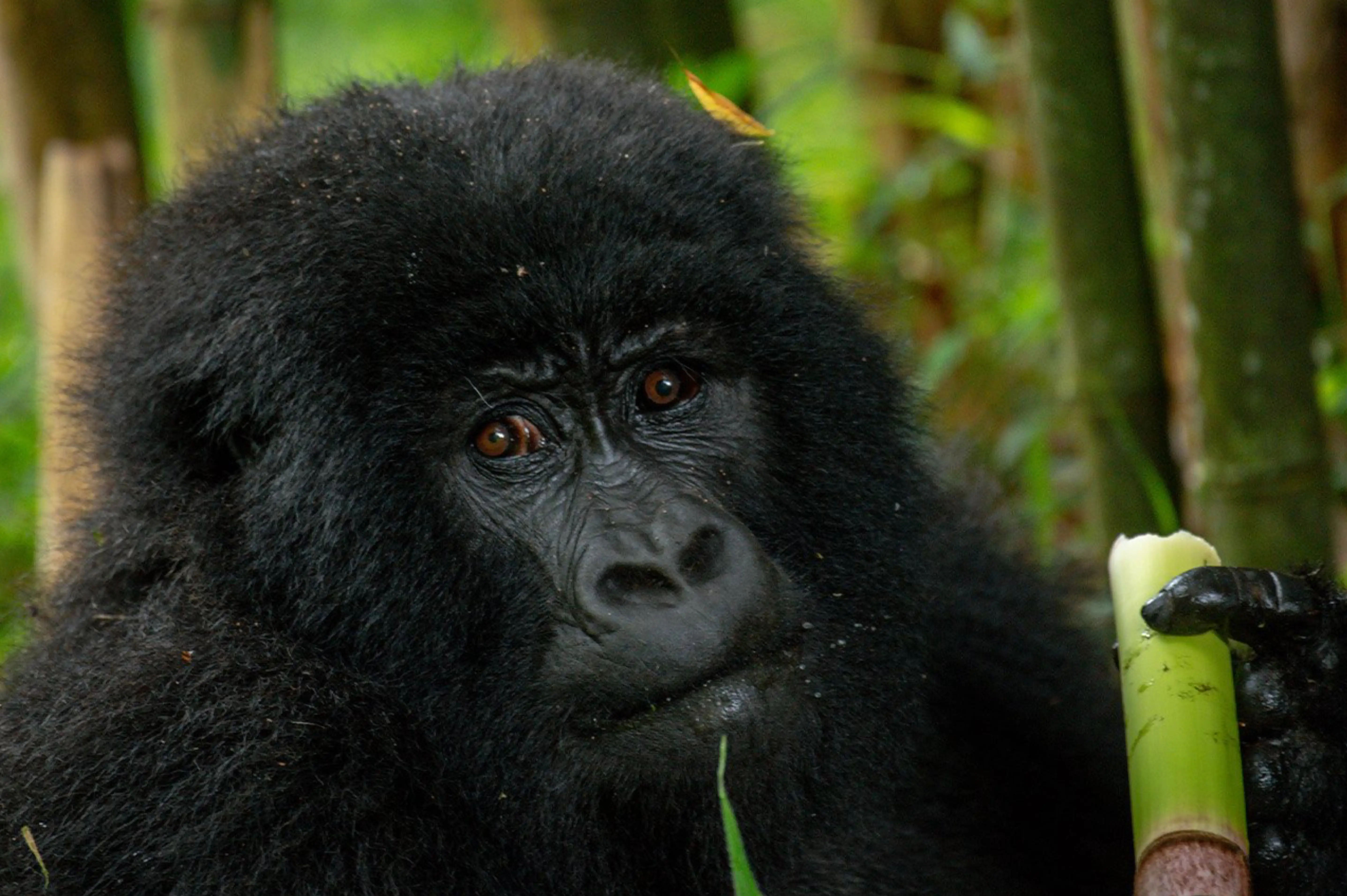 Mountain Gorilla Trekking