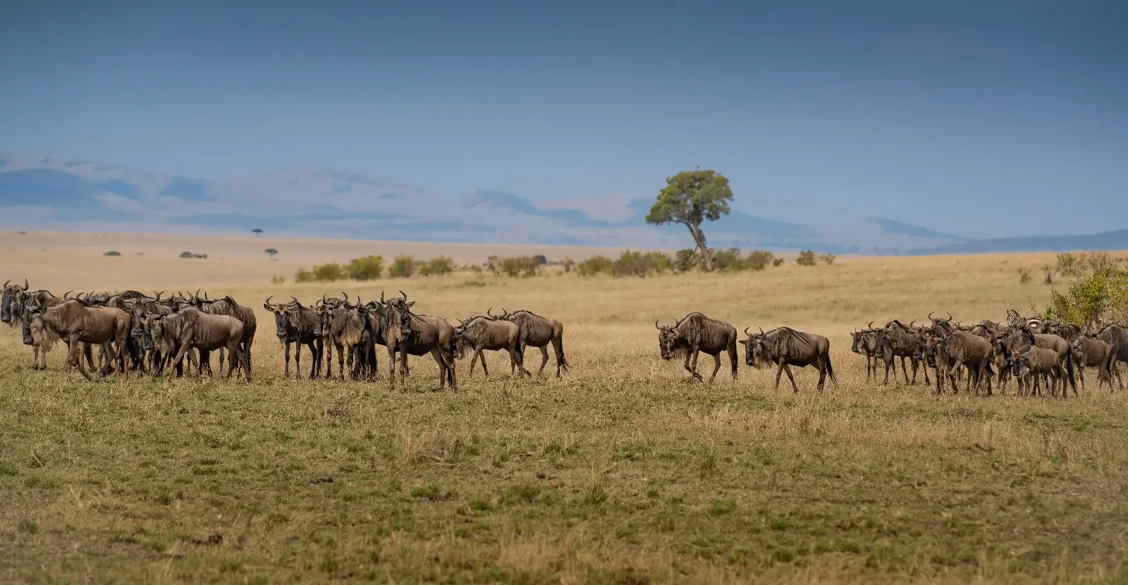6 Days Classic Northern Circuit Safari