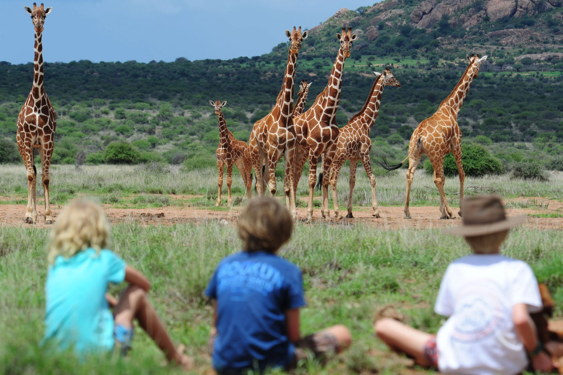 Kenya Safari Cost Wildlife