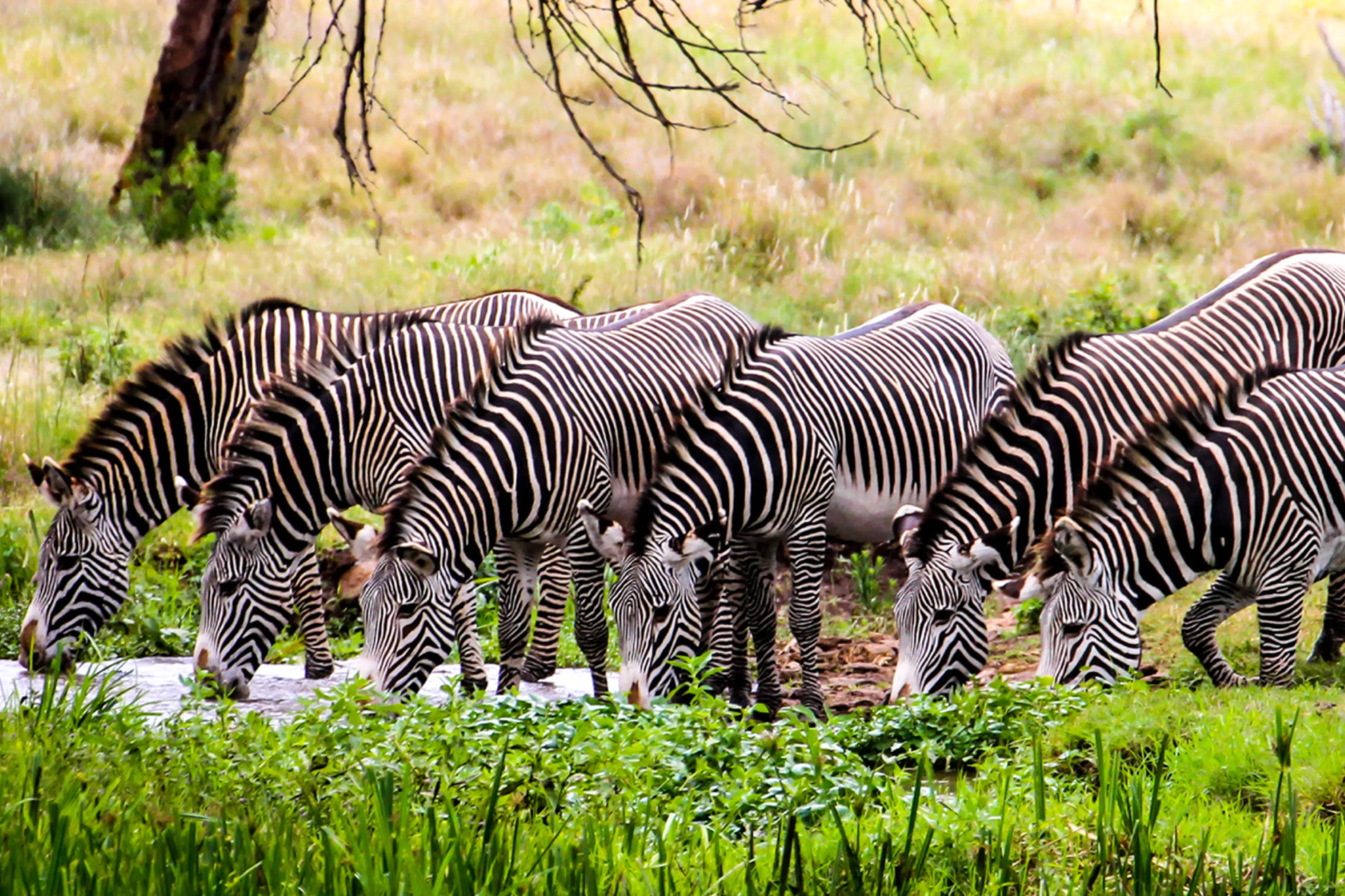 Kenya Safari Cost Attractions