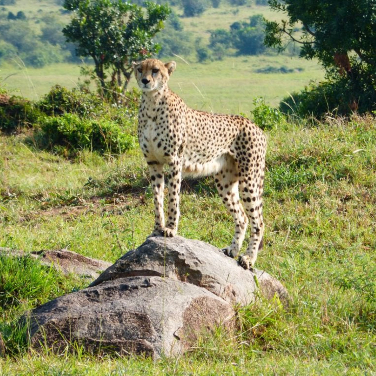 Kenya Travel Insurance