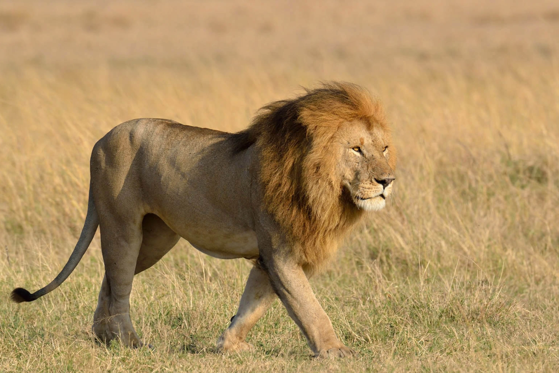 Kenya Travel Insurance