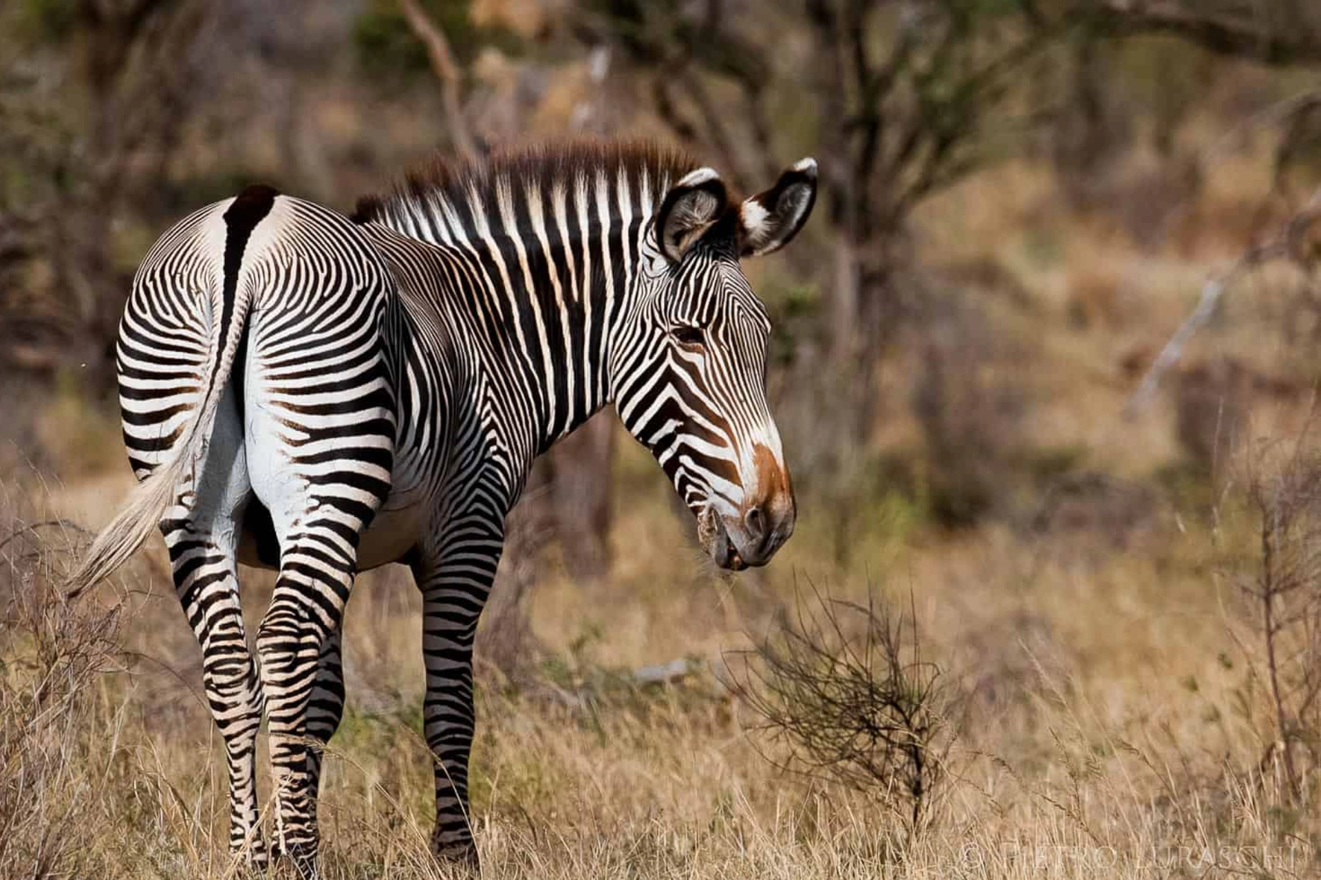 Kenya Travel Insurance