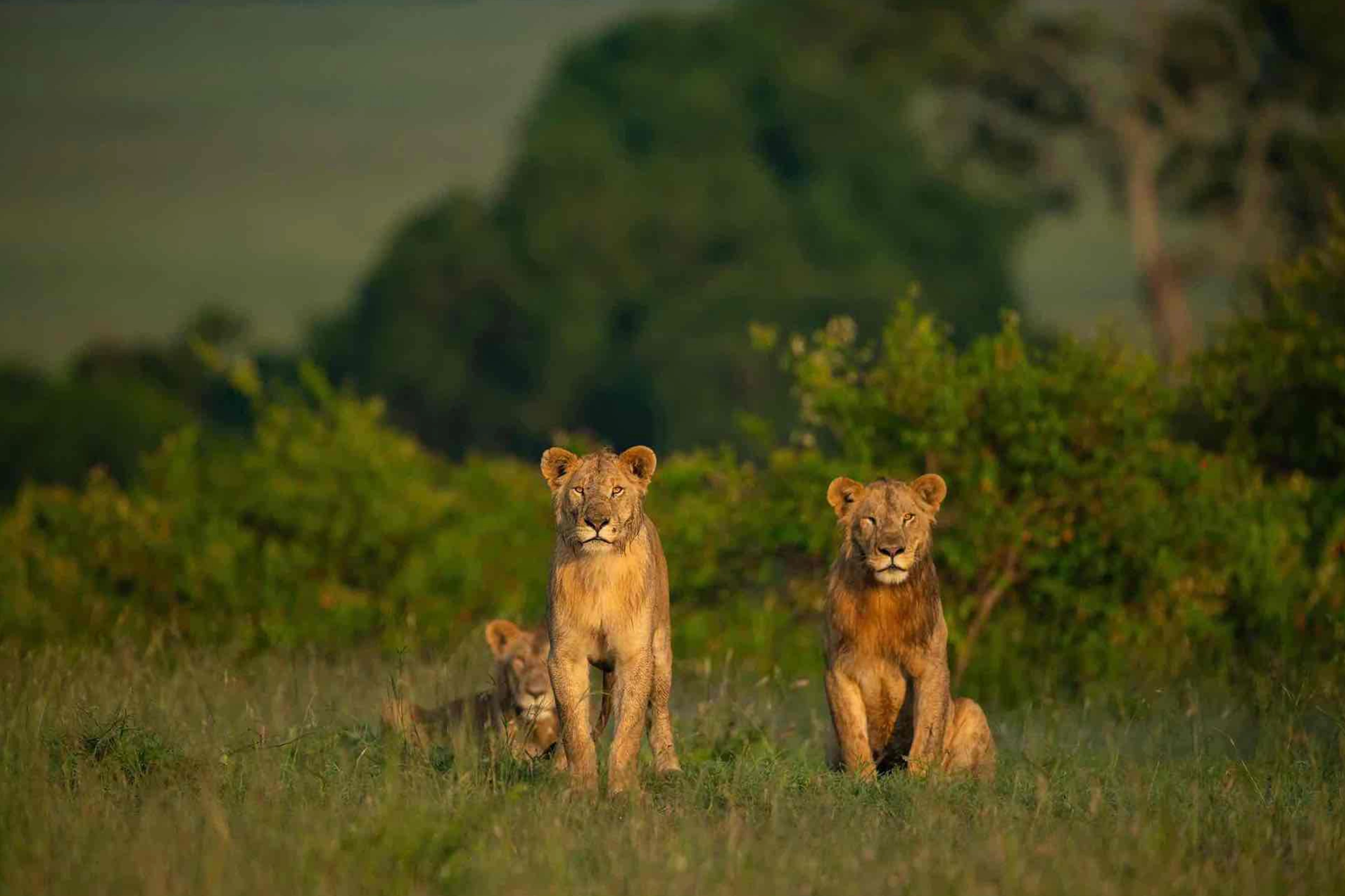 Kenya Travel Insurance