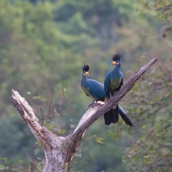 Kibale National Park WildLife