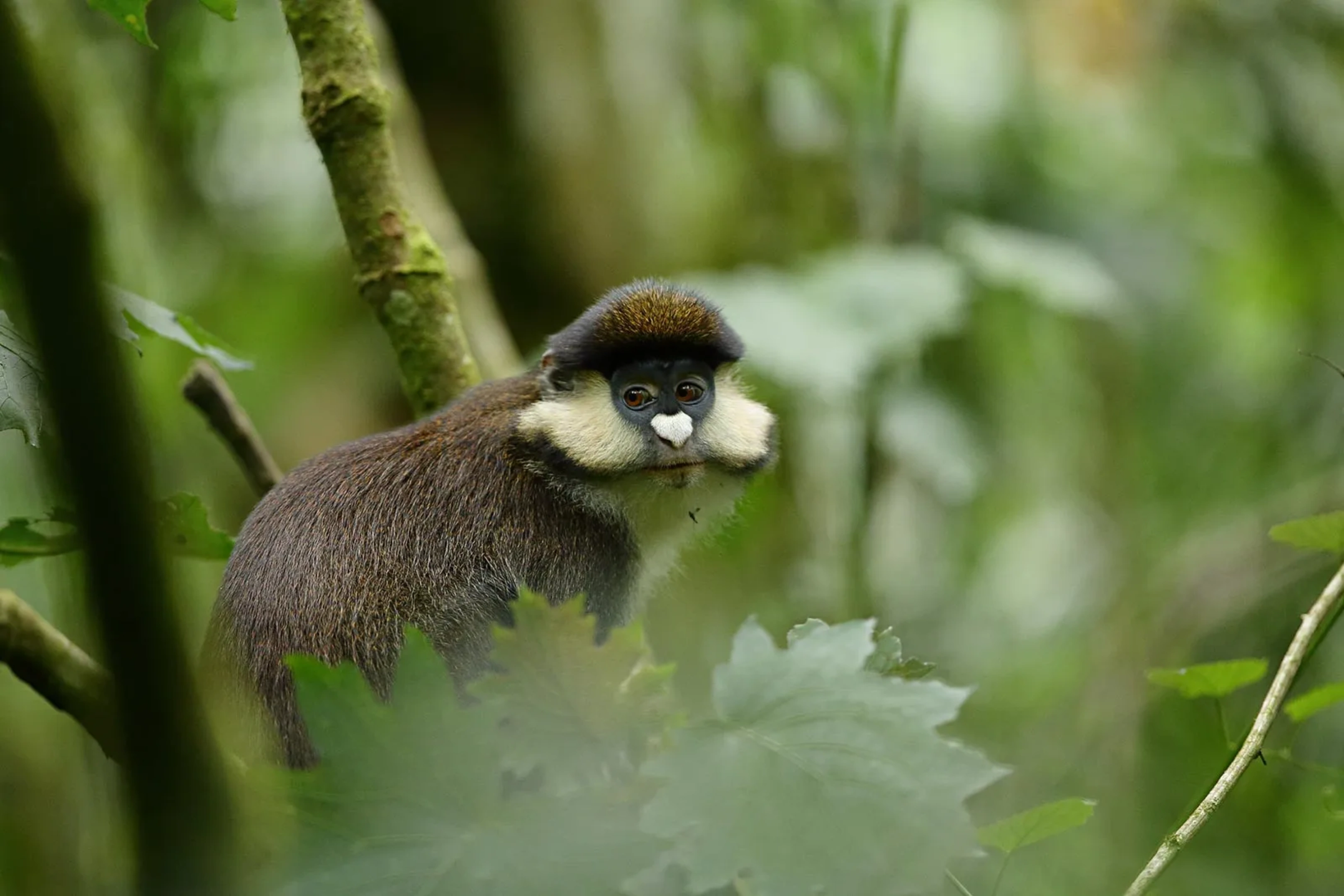 Kibale National Park WildLife