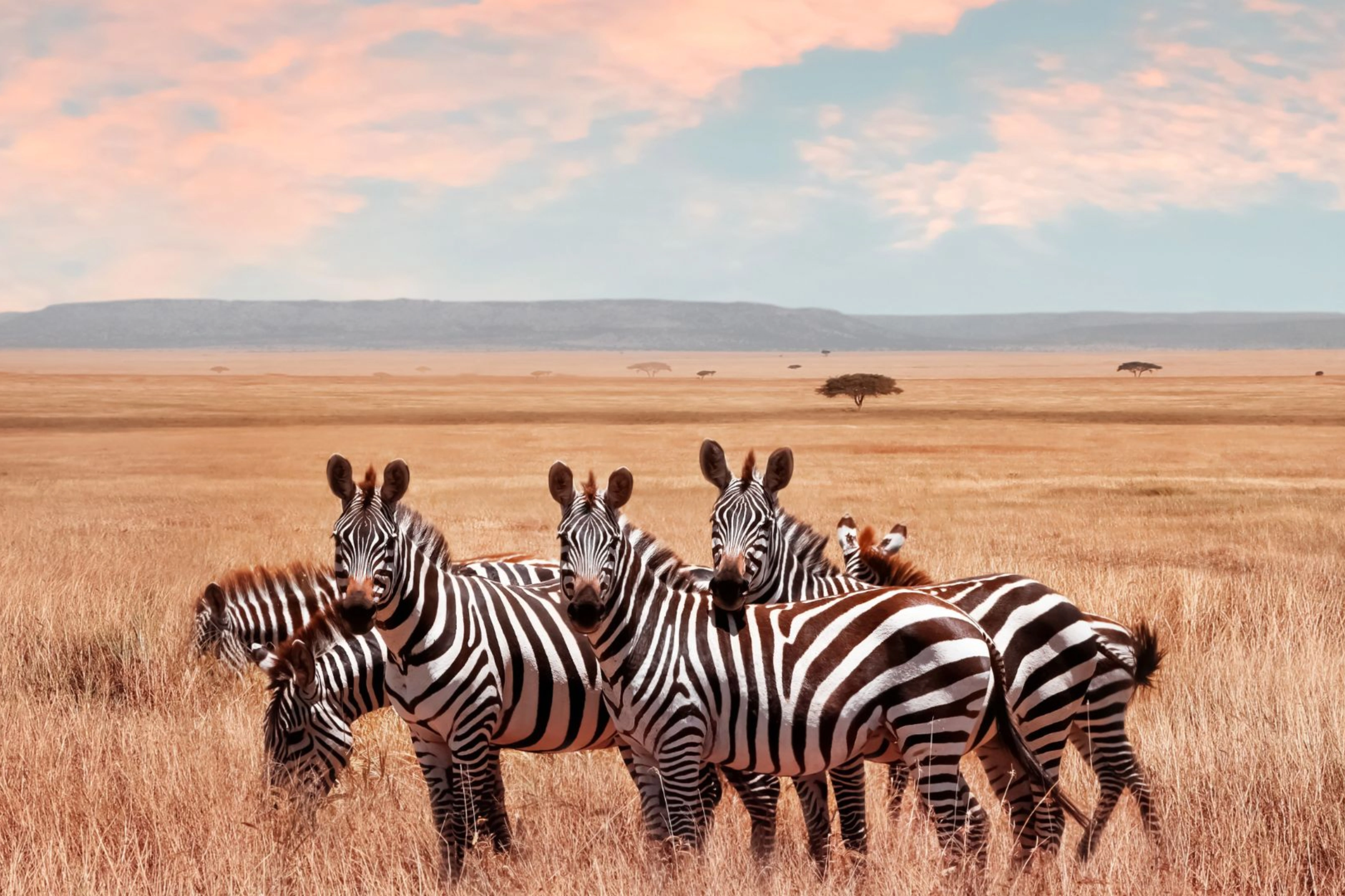 African Hartebeest