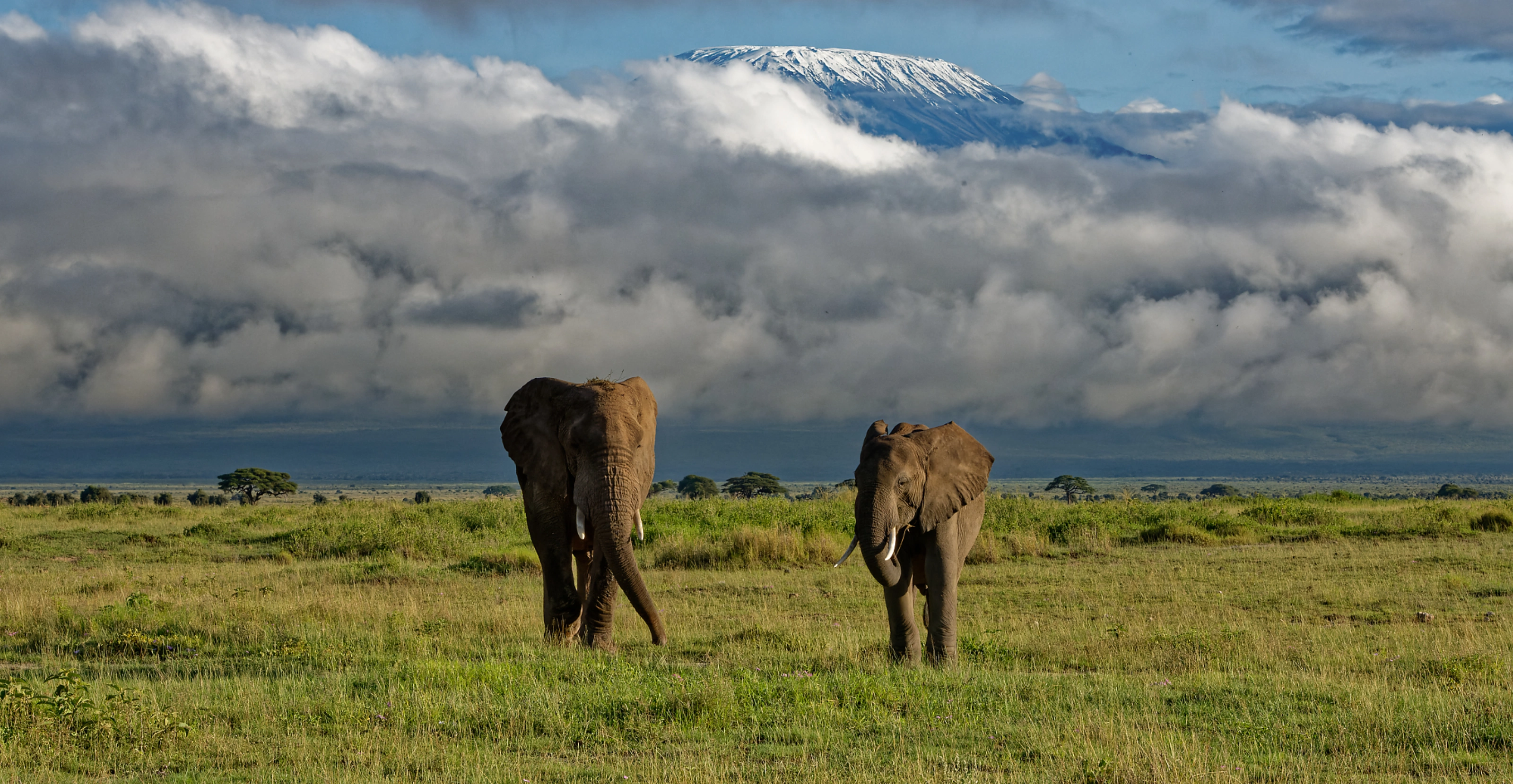 Kilimanjaro National Park