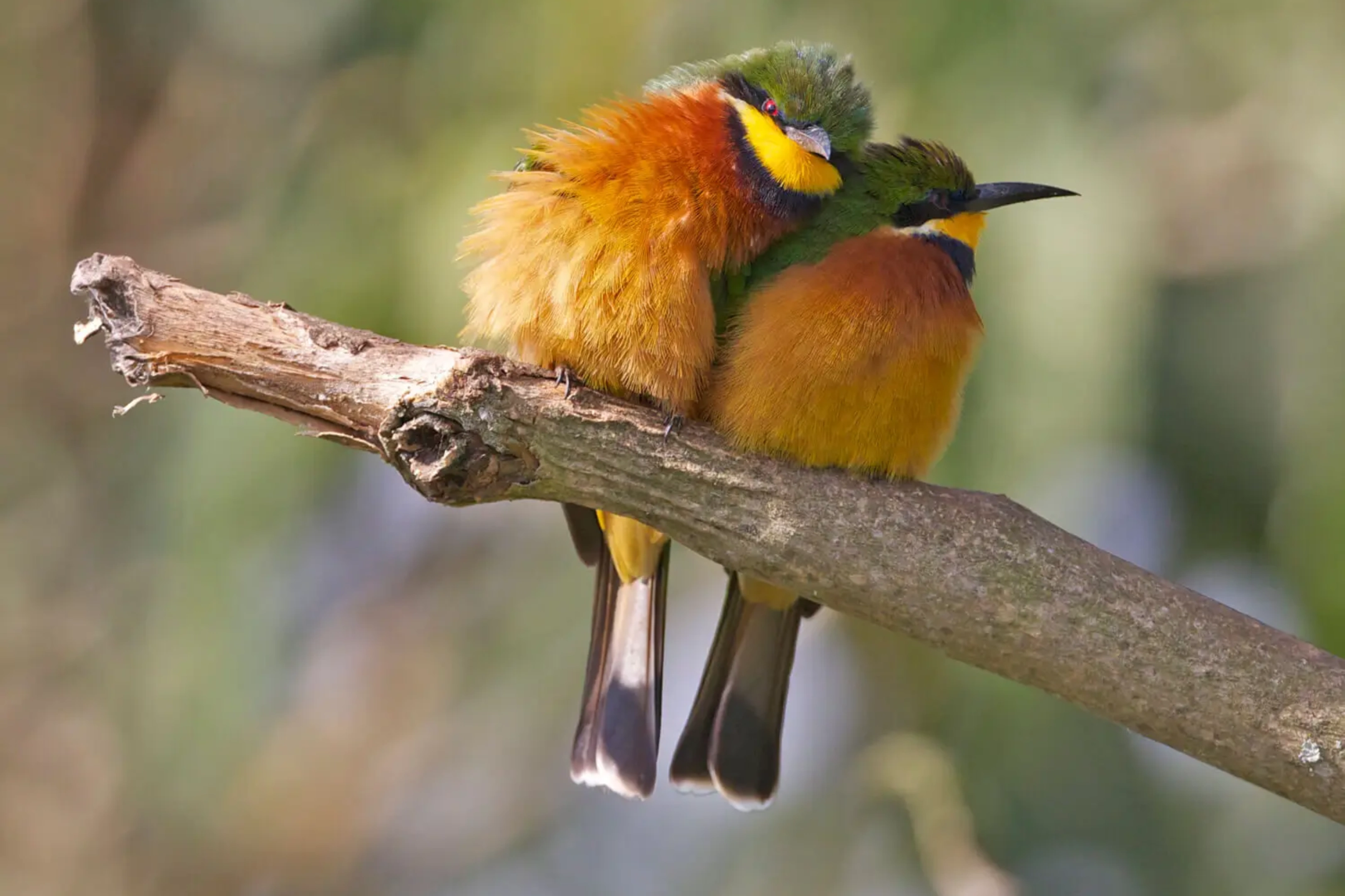 lake-bunyonyi WildLife
