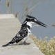 Pied Kingfisher