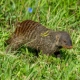 Banded Mongoose