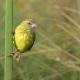 Papyrus Canary