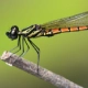 Dragonfly Species (Invertebrate)