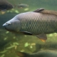 Cyprinidae Fish Species