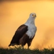 African Fish Eagle