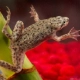 Clawed Frog (Amphibian)