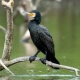 Great Cormorant