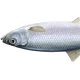 Clupeidae Fish Species