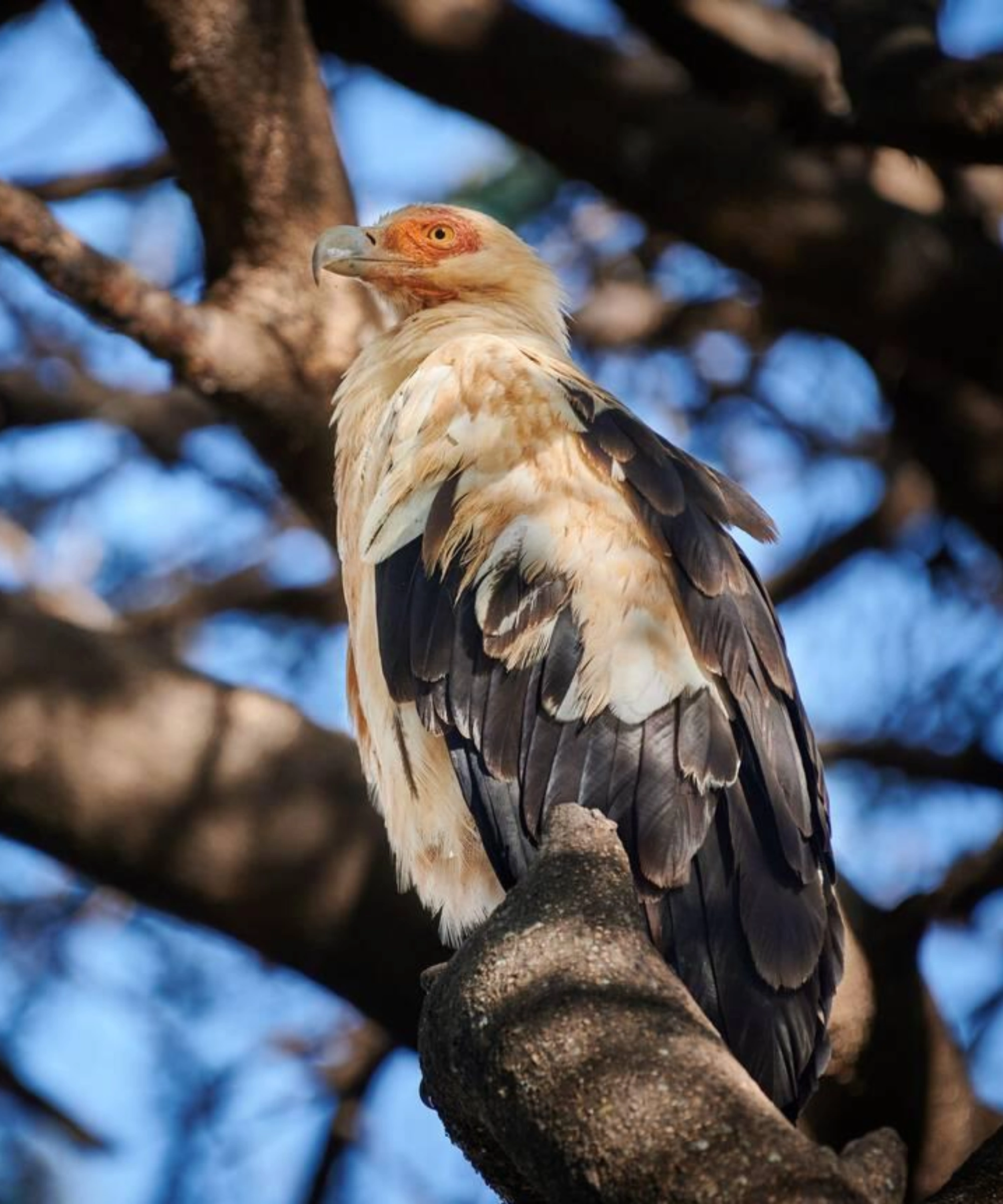 Lake Manyara National Park Weather
