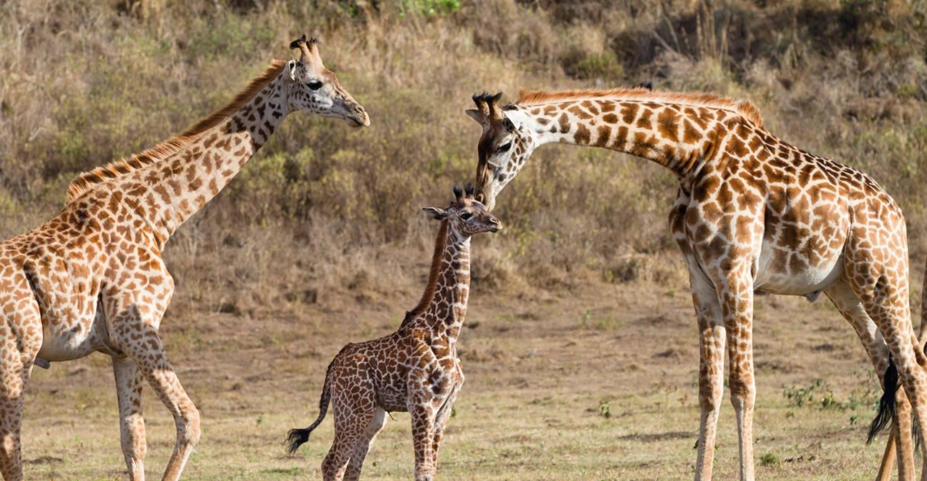 Lake Manyara National Park