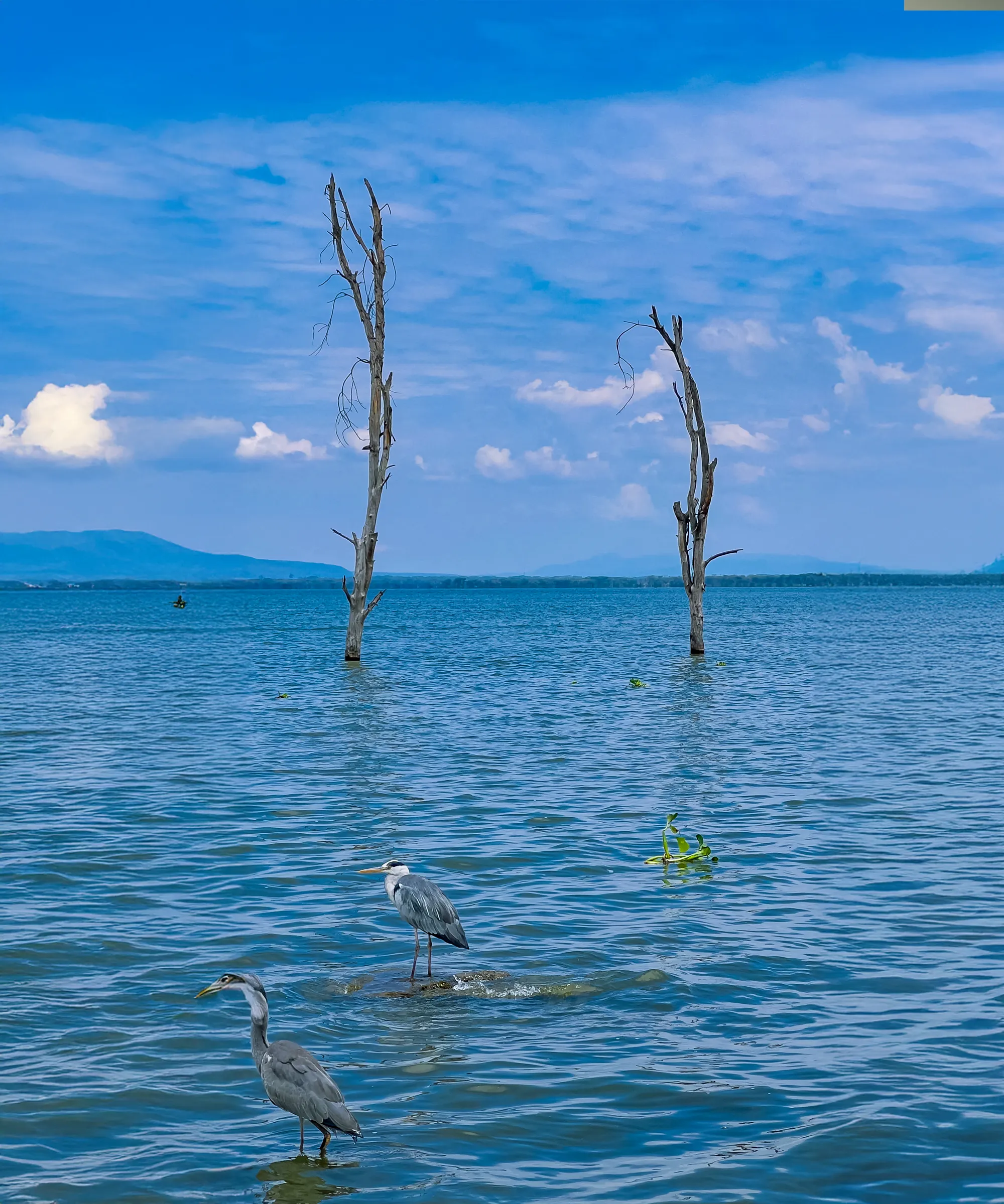 Lake Naivasha  Attraction