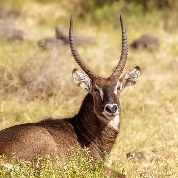 Lake Nakuru National Park Wildlife