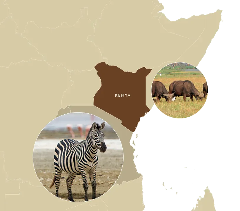 African Hartebeest