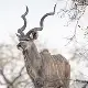 Lesser Kudu