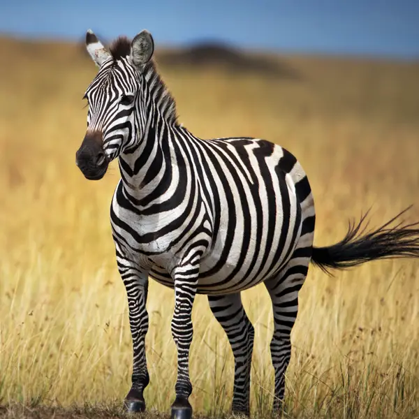 Lewa Wildlife Conservancy Wildlife