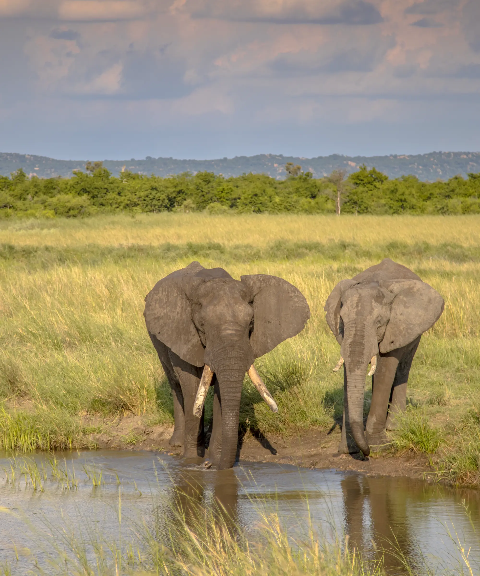 Lewa Wildlife Conservancy Game Drives