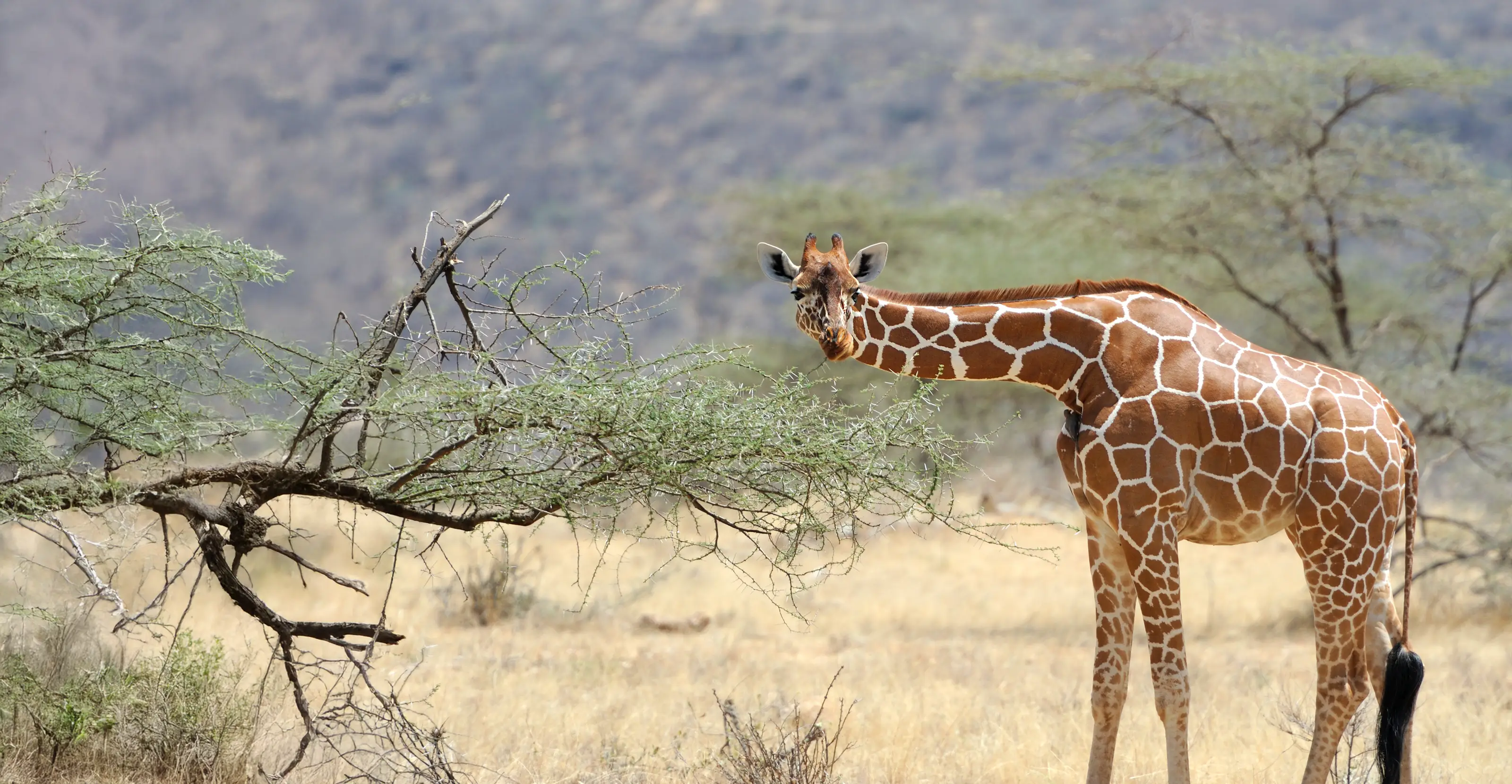 Lewa Wildlife Conservancy