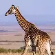 Massai Giraffe