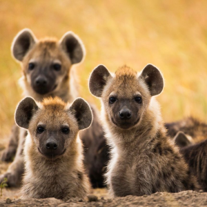 Meru National Park Wildlife
