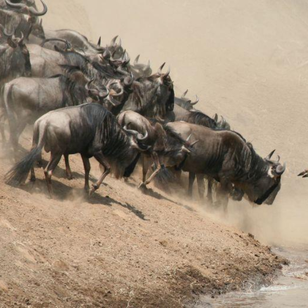 Kenya Great Migration