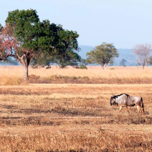 Mikumi National Park Attractions