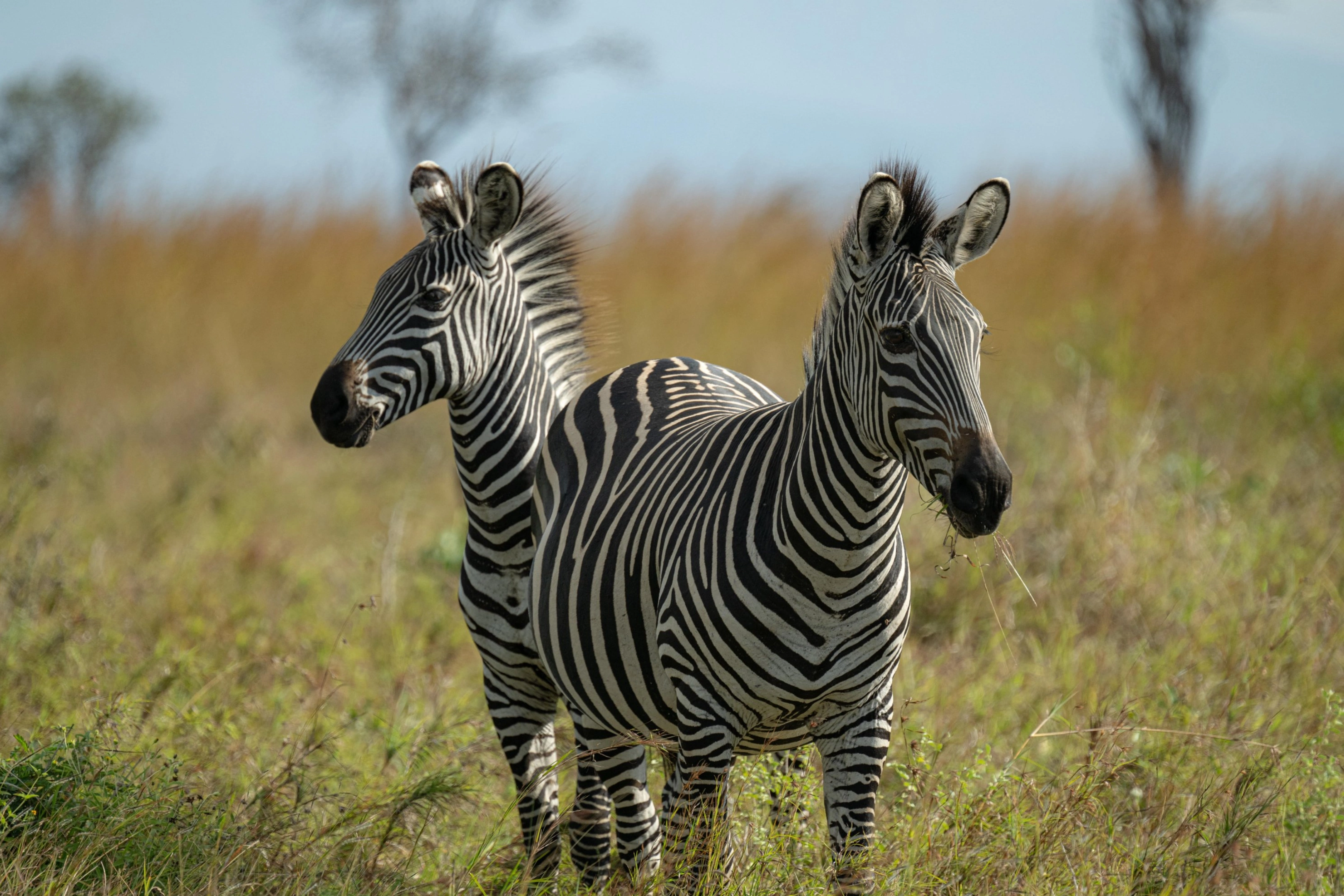 African Hartebeest