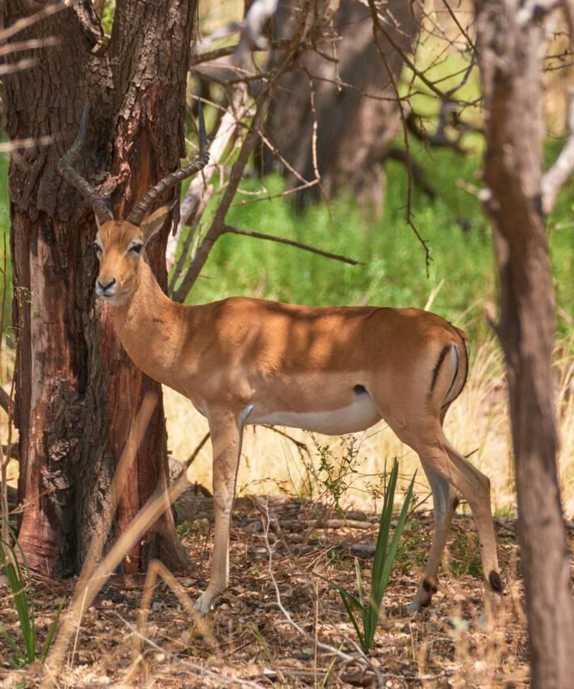 Mikumi National Park Attractions