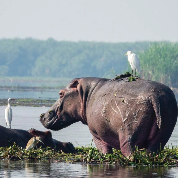 Murchison Falls National Park hippopotamus