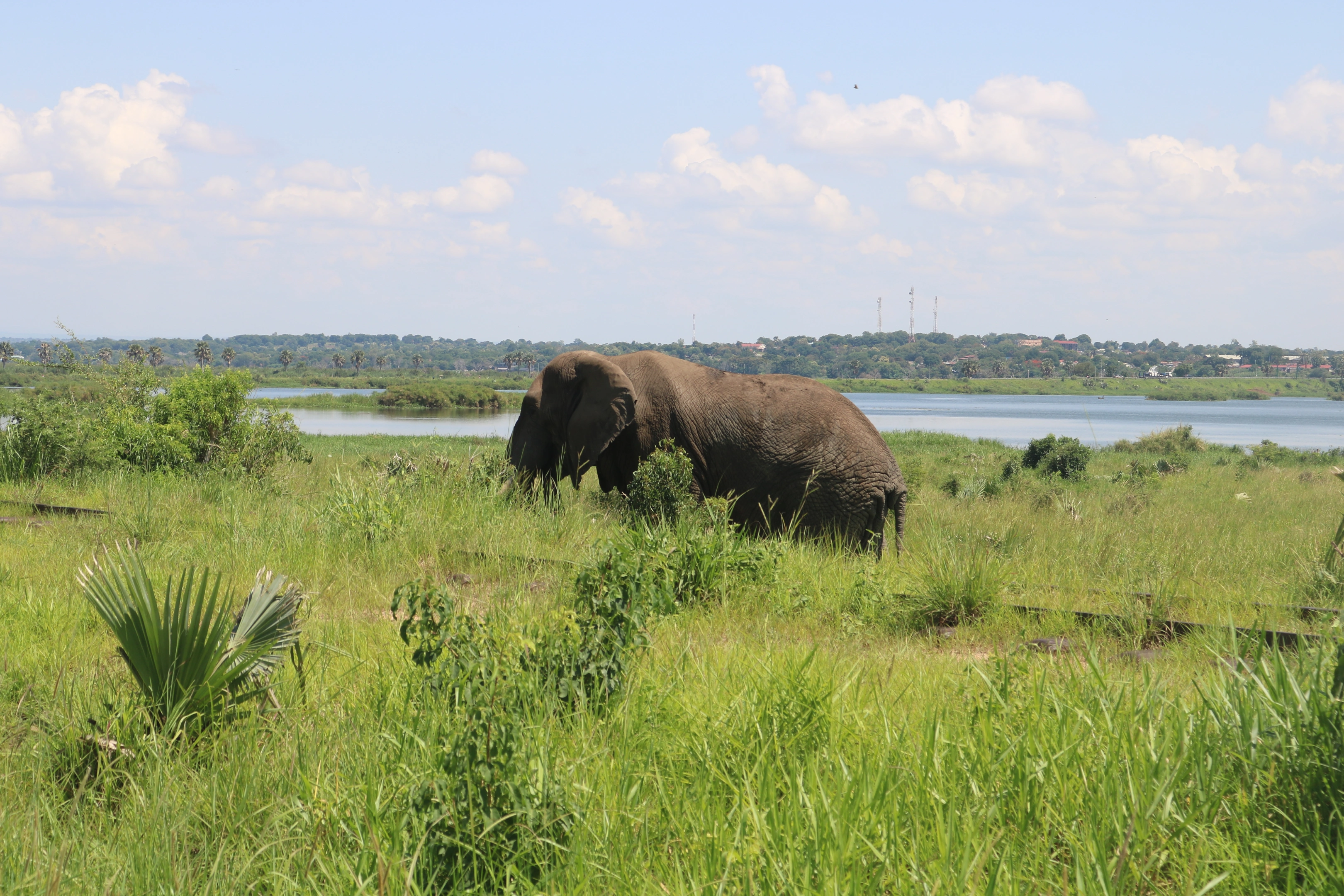 Murchison Falls National Park WildLife