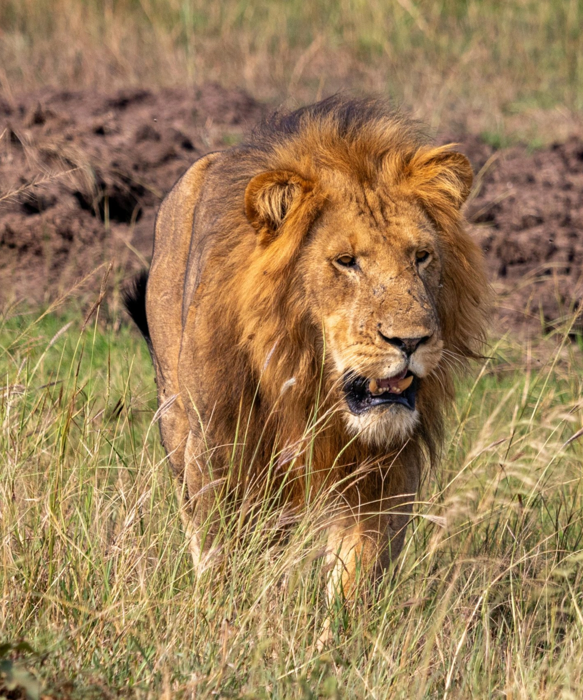 Murchison Falls National Park Attractions