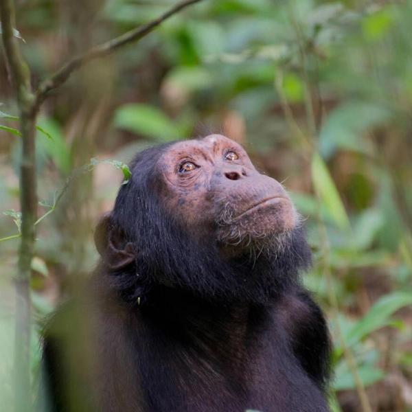 Nyungwe Forest National Park Chimpanzee