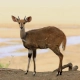 Bushbuck
