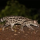 Servaline genet