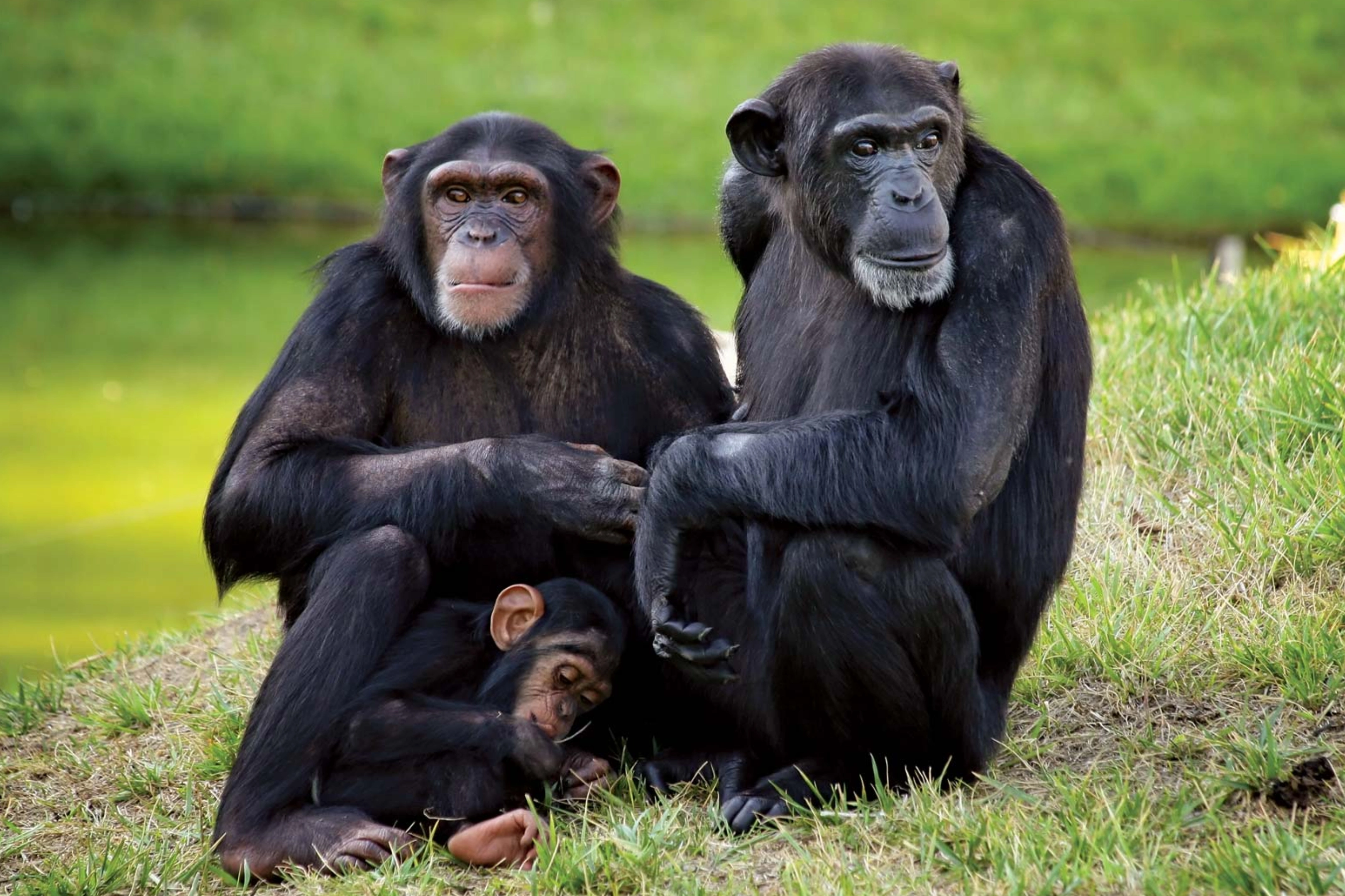 Nyungwe Forest National Park Wildlife