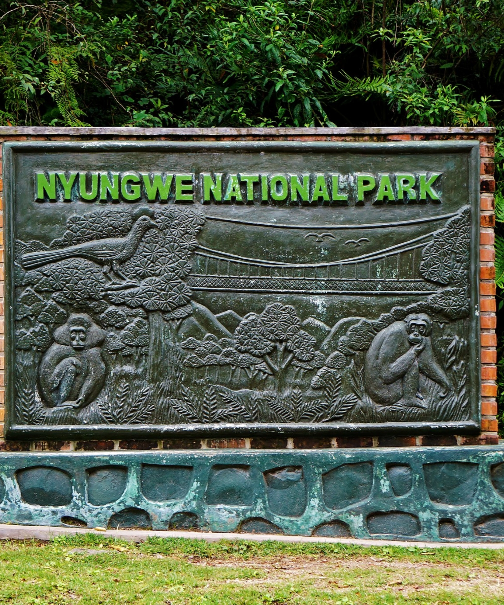 Nyungwe Forest National Park Attraction