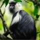 Ruwenzori colobus
